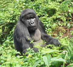 Gorilla beringei beringei