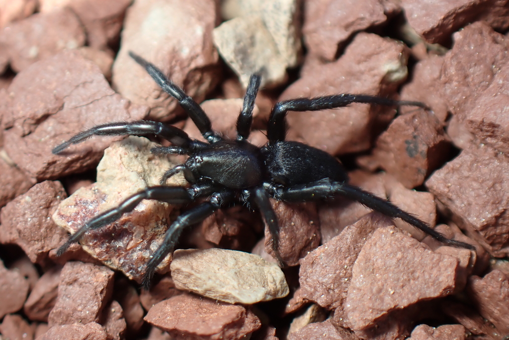Zelotes fulvopilosus