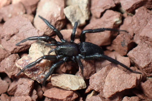 Zelotes fulvopilosus