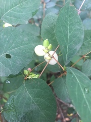 Symphoricarpos albus