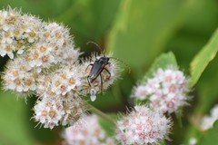 Brachyleptura brevis