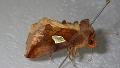 Autographa bractea