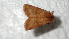 Eriopygodes imbecilla