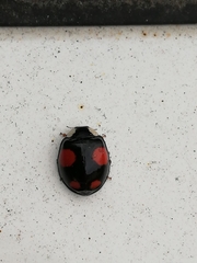 Harmonia axyridis