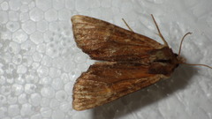 Apamea crenata