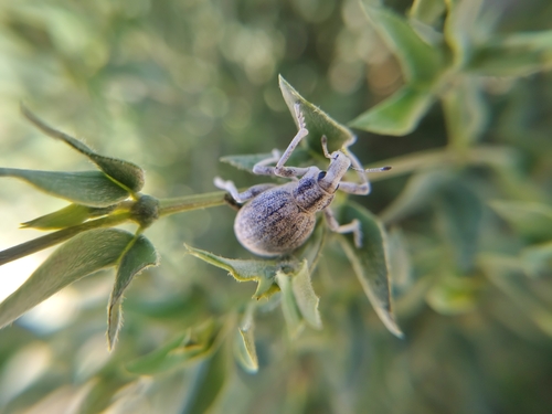 Ophryastes argentatus