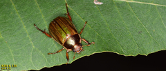 Anomala corpulenta