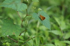 Ochlodes ochracea