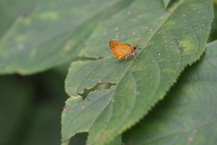 Ochlodes ochracea