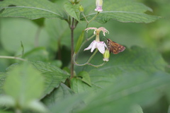 Tricyrtis macropoda