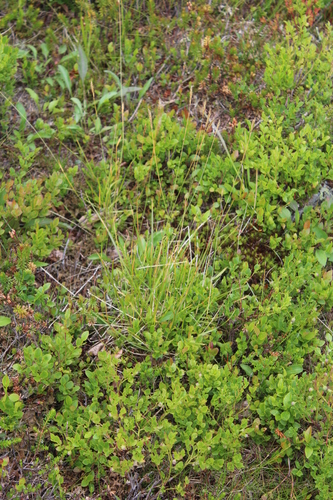 Anthoxanthum nipponicum (Anthoxanthum nipponicum)