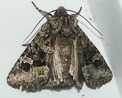 Lacinipolia olivacea