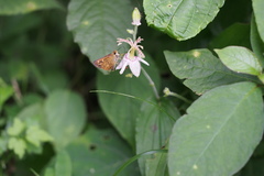 Tricyrtis macropoda