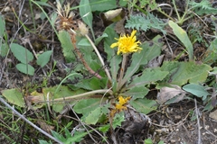Taraxacum serotinum