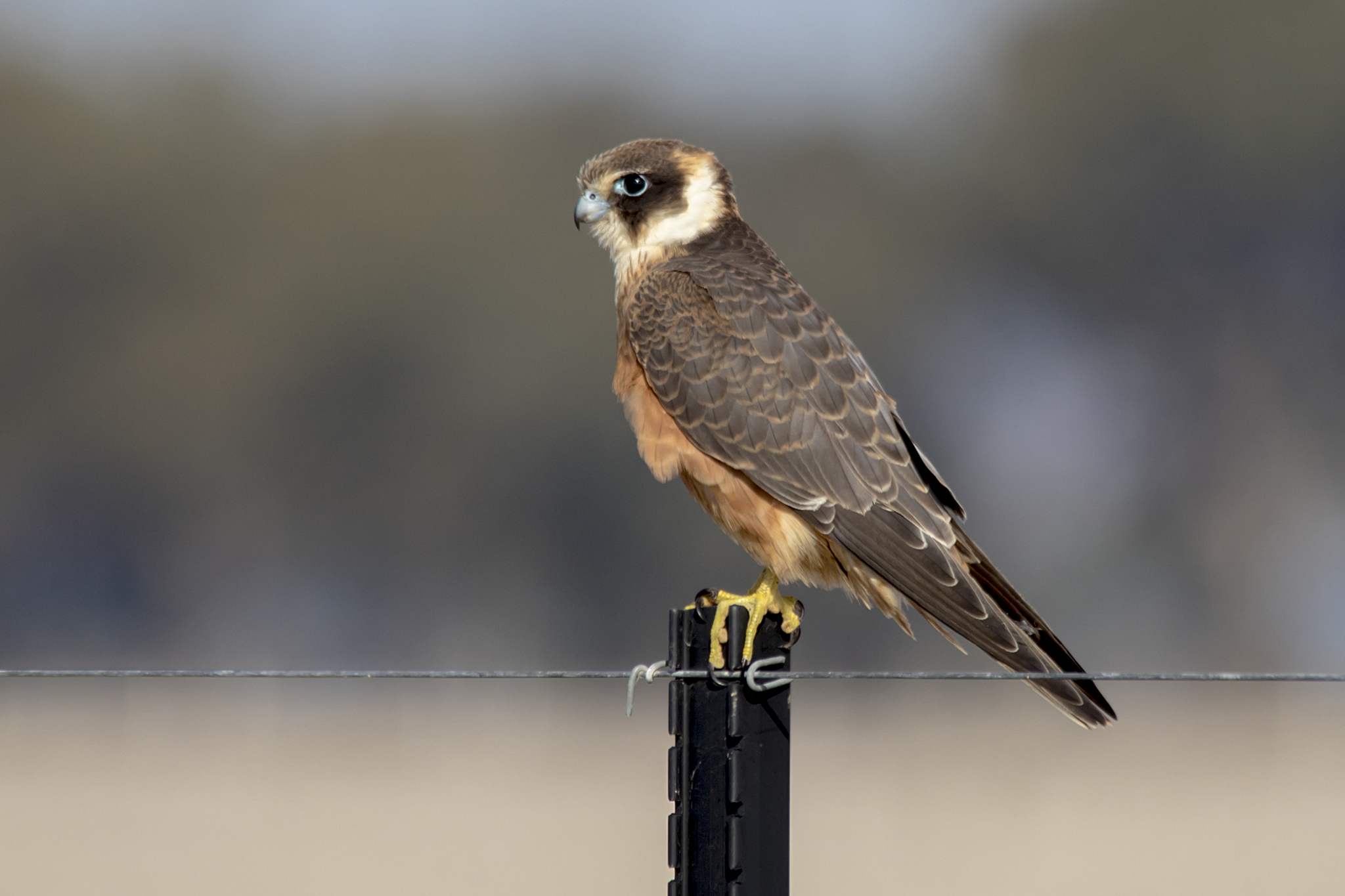 Australian Hobby illustration