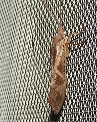 Nemotaulius hostilis