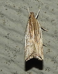 Helcystogramma hystricella