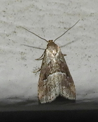 Hypenodes caducus