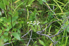 Euphrasia wettsteinii