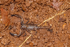 Deccanometrus phipsoni