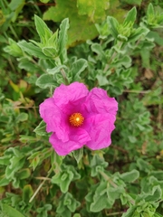 Cistus