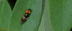 Microchrysa flaviventris