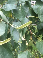 Tilia