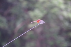 Sympetrum speciosum speciosum