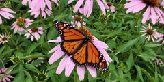 Danaus plexippus