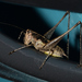 Mediterranean Bush-Cricket - Photo (c) identigy, some rights reserved (CC BY-NC), uploaded by identigy