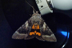 Catocala badia coelebs