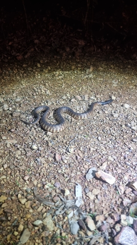 Black-headed Python sighting