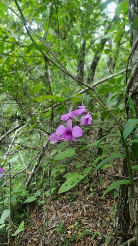 Dendrobium bigibbum, photograph 1