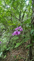Dendrobium bigibbum, photograph (c) Evert Materman, some rights reserved (CC BY-SA)