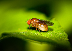 Diptera