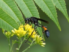Ammophila nigricans