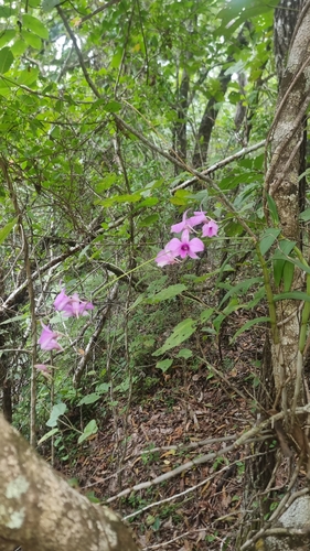 Dendrobium bigibbum, photograph 3