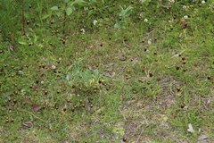 Trifolium spadiceum