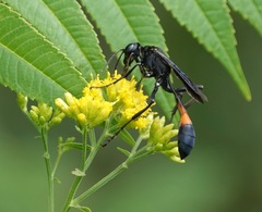 Ammophila nigricans