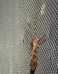 Nemotaulius hostilis