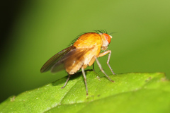 Diptera