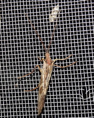 Nemotaulius hostilis