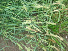 Cenchrus longispinus