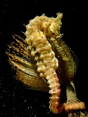 Hippocampus subelongatus