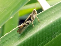 Xenocatantops dirshi