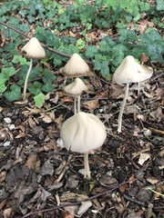 Parasola conopilea