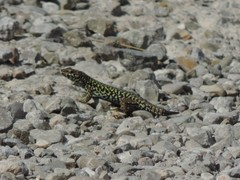 Podarcis muralis nigriventris