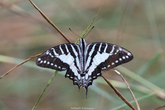 Graphium nomius