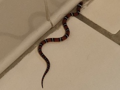 Lampropeltis elapsoides