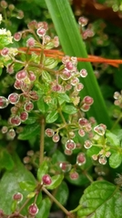 Galium formosense